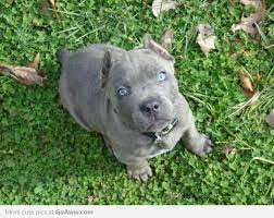 Blue Eyed Cc Cane Corso Puppies Cane Corso Cane Corso Dog