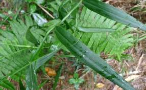 Image result for Flagellariaceae