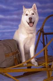 Diefenbaker- Character study.