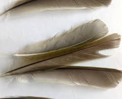 We did not find results for: Kaijutegu My Feather Collection
