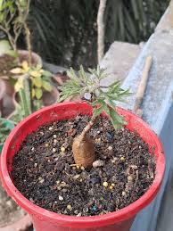 Image result for Cyphostemma montanum