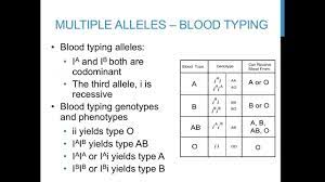 Multiple alleles all traits discussed so far have been controlled by a single pair of alleles. Punnett Square Practice Problems Multiple Alleles Youtube