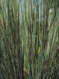 Image result for Schistostephium oxylobum