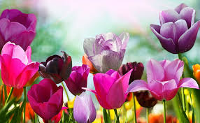 Blumen Tulpen 4k 8k Hd Wallapers Bildschirmhintergrund Wallpaperbetter Hintergrundbilder blumen full hd 1920x1080, desktop hintergrund hd 1080p.