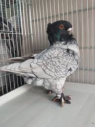 Sus Guvercinler Show Pigeons Sus Renkler Kus
