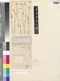 Image result for Sebaea leiostyla