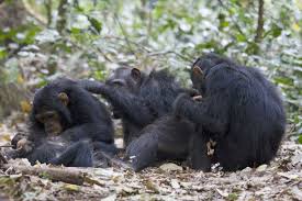 Common Chimpanzee Pan Troglodytes Population Between 150 000 And 250 000 Status Endangered Species Trends Declining Rapidly Due Animals Chimpanzee Monkey