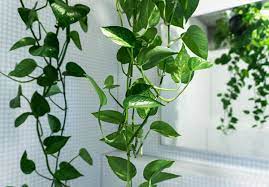 Pendenti piante verdi da interno : Come Curare I Pothos Piante Appartamento Cura E Coltivazione Pothos
