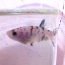 Bagi pecinta ikan, budidaya ikan laga cupang tentu menjadi salah satu pengalaman tersendiri. Jual Promo Ikan Cupang Giant Nemo Multicolor Diskon Di Lapak Afif Nur Bukalapak