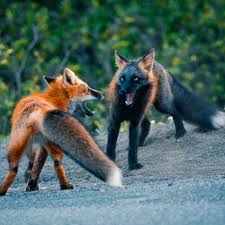 Black And Orange Fox Species Rare Melanistic Fox Spotted In The Wild Nature And Animal News Nature And Animal In 2020 Animals Wild Animals Beautiful Rare Animals