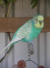 Pin By Hannah On Canaries And Parakeets Pet Birds Budgies Bird Pretty Birds