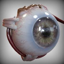 3d Model Of The Human Eye