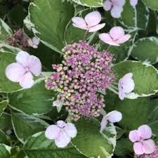 Image result for Gnidia hockii