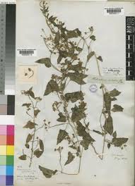 Image result for Pentarrhinum insipidum