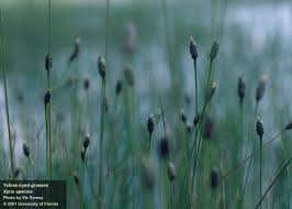 Image result for Xyris parvula