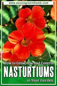 Our kew pest control team, will get back to you as soon as possible. 53 Edible Flowers Ideas In 2021 Edible Flowers Organic Pest Control Organic Pest