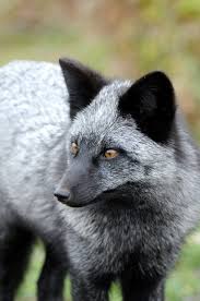 Black And Orange Fox Species I Thought It Was A Normal Little Dog But Up Close This Is Amazing Fox Breeds Fox Species Animals