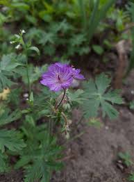 Image result for Geranium aculeolatum