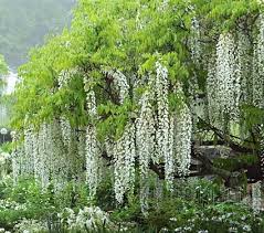 We would like to show you a description here but the site won't allow us. Wisteria Texas White Tree Form White Flower Farm White Wisteria Flowering Trees