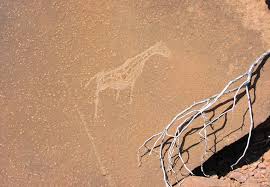 Image result for Hermbstaedtia scabra