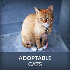 Department of animal services 221 n. Adoptable Animals City Of Corona