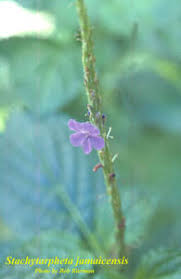 Image result for Stachytarpheta indica