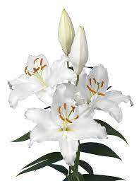 Lily Oriental Seine Lily White Lilies Oriental
