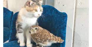 ソファの上でちょこんと並んでいるニャンコとフクロウさん ケンカすることもなく ただただのほほ ん そのゆる い雰囲気を見ていると不思議と心が和んできます フクロウ ニャンコ ソファの上