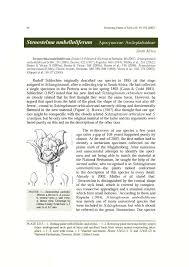 Image result for Stenostelma