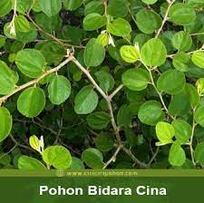 Jumlah tulang daun pada pohon bidara adalah tiga. 4 Jenis Pohon Bidara Yang Perlu Kamu Ketahui Ciriciripohon Com