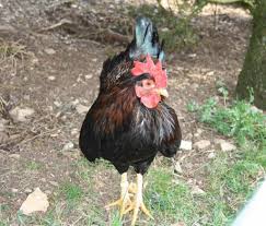 Also one that would be able to be sold in the uk. Zwerg Barnevelder Sehr Dunkle Eifarbe Und Hervorragend Fur Den Freilauf