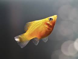 Berikut 11 jenis ikan hias air tawar yang bisa kamu pelihara di . 12 Jenis Ikan Hias Air Tawar Yang Tidak Mudah Mati Blog Ruparupa