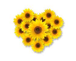 Photo About Heart Shape With Sunflowers Isolated On White Background Top View Image Of Gardening Flora Pretty Flowers Pictures Sunflower Sunflower Drawing