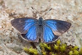 Image result for Alectra picta