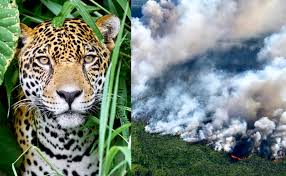 Urgent The Amazon Rainforest Has Been Burning For 3 Weeks President Jair Bolsonaro Of Brazil Must Step Up To End Deforestation World Animal News