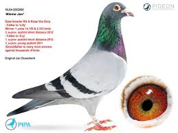 Similar to a black armband, the black ribbon is a public display of grief. A Racing Season With A Black Ribbon For Klaas Rik Van Dorp Rotterdam Nl Pipa