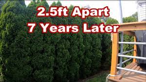 Arborvitae shrubs and trees have their pros, but there are enough cons, and enough better just how fast does this species grow? Arborvitaes I Got Them Used Youtube