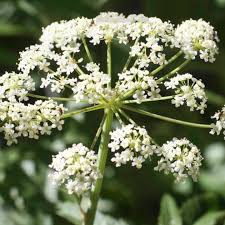 Image result for Conium