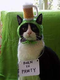 Saint Patrick S Day Safety Tips For You And Your Cat Cattime Hat For Cat Crochet Cat Hats For Cats
