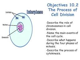 Chapter 10 biology class 11 notes pdf contains solutions to all the questions asked in the ncert textbook and are written keeping in mind the cbse guidelines. The Process Of Cell Division Ppt Download