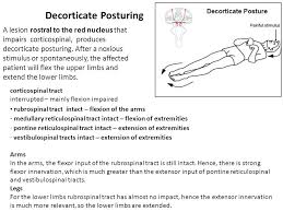 Organization Of The Motor System Ppt Video Online Download