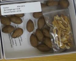 Pecan Pollination Chart General Fruit Growing Growing Fruit