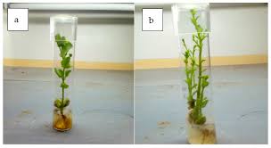 Image result for Solanecio sp.no.1