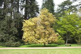 Image result for Aeollanthus neglectus