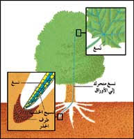 نسغ المعرفة