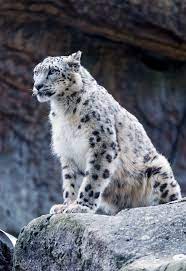 Snow Leopard Sitting And Posing By Tambako The Jaguar Leopard Pictures Snow Leopard Endangered Snow Leopard Pictures