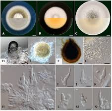 Image result for Vitellariopsis