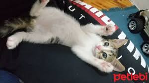 Petlebi Com On Twitter Denizli Kedi Acil Yavru Kedi Sahiplendirme Https T Co Dc9lp12zf6