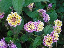 Plantidote Of The Day 2011 08 30 Corrente Deer Resistant Plants Birds Bees Butterflies Lantana