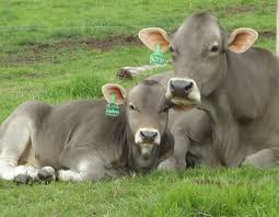 El ganado Pardo Suizo (también conocido como Brown Swiss) es una raza bovina originaria de Suiza, reconocida mundialmente por su alto rendimiento lechero, longevidad y fortaleza estructural. Es una de las razas